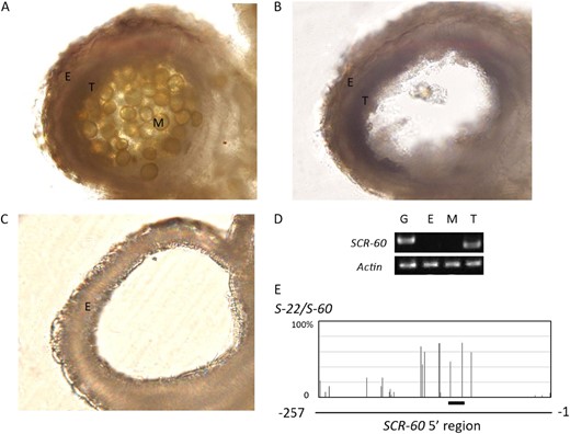 Before the tapetum is isolated, an anther contains endothecium, tapetum, and microspores (a). Microspores were released by vortexing (b). After tapetum isolation, the tapetum and microspores were removed, and the endothecium had integrity (c). The expression of SCR-60 was detected in the isolated tapetum of S-60 homozygotes (d). The DNA methylation state of the SCR-60 promoter in the tapetum of S-22/S-60 heterozygotes was analyzed using the tapetum isolated by our method (e). The thick line under the DNA methylation profile indicates the region homologous to Smi. E endothecium, T tapetum, M microspores, G genomic DNA
