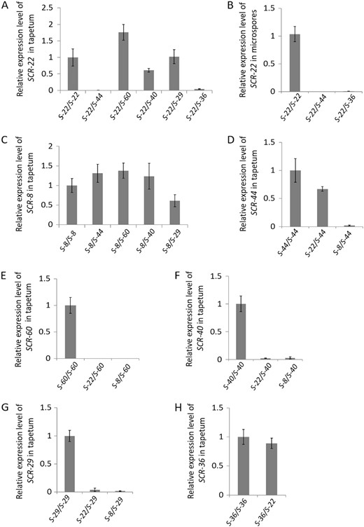 The relative expression levels of SCR-22 were detected in the tapetum of S-22 homozygotes and S-22/S-36, S-22/S-44, S-22/S-60, S-22/S-40, and S-22/S-29 heterozygotes (a) and in the microspores of S-22 homozygotes and S-22/S-36 and S-22/S-44 heterozygotes (b); and those of SCR-8 were detected in the tapetum cells of S-8 homozygotes and S-8/S-44, S-8/S-60, S-8/S-40, and S-8/S-29 heterozygotes (c). The relative expression levels of SCR-44 were detected in the tapetum cells of S-44 homozygotes and S-22/S-44 and S-8/S-44 heterozygotes (d), SCR-60 levels were detected in S-60 homozygotes and S-22/S-60 and S-8/S-60 heterozygotes (e), SCR-40 levels were detected in S-40 homozygotes and S-22/S-40 and S-8/S-40 heterozygotes (f), SCR-29 levels were detected in S-40 homozygotes and S-22/S-29 and S-8/S-29 heterozygotes (g), and SCR-36 levels were detected in S-36 homozygotes and S-22/S-36 heterozygotes (h). Error bars represent standard errors (SE) of the mean of triplicate samples