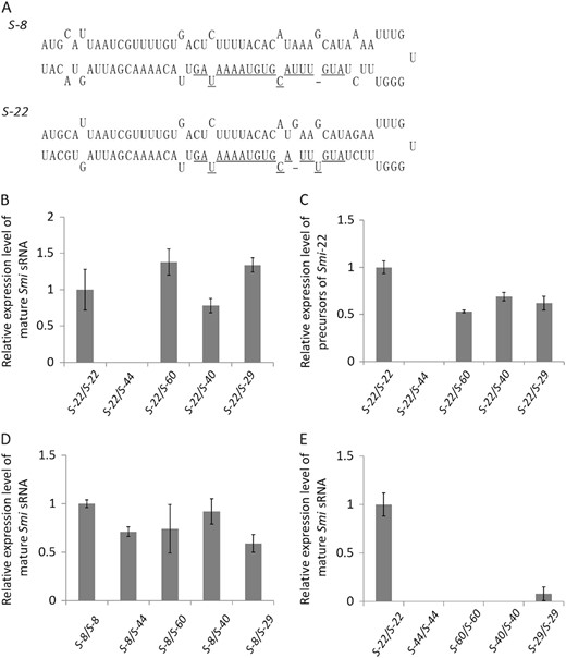 Stem-loop precursors predicted from Smi-8 and Smi-22 sequences are shown (a). The sequences of the mature sRNA are underlined. Mature Smi sRNA was detected by stem-loop RT-PCR in S-22 homozygotes and heterozygotes with S-22 and one class-II S haplotype (b). The transcription of precursors of Smi-22 was also detected in S-22 homozygotes and heterozygotes with S-22 and one class-II S haplotype (c). Mature Smi sRNA in S-8 homozygotes and heterozygotes with S-8 and one class-II S haplotype (d) and in S-22 homozygotes and class-II S haplotype homozygotes (e) was also detected. Error bars represent standard errors (SE) of the mean of triplicate samples