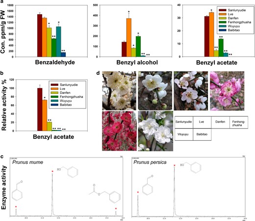 a Analysis of the contents of endogenous benzaldehyde, benzyl alcohol and benzyl acetate in the blooming flowers of different varieties of P. mume and P. persica using GC-MS. Benzyl propionate was used as the internal standard for quantitative analysis. The data are presented as the mean values of three replicates ± SD. b The relative activities of benzyl alcohol acetyltransferase in the blooming flowers of P. mume and P. persica. Data are presented as the mean values of three replicates ± SD. *P < 0.05 and **P < 0.01 (Student's t-test). Three independent experiments were performed with similar results. c The gas chromatograms of P. mume (‘Sanlunyudie’) and P. persica (‘Baibitao’) from enzyme activity analysis. Benzyl alcohol was supplied in excess in the experiment. The peaks corresponding to benzaldehyde, benzyl alcohol and benzyl acetate are indicated with red asterisks. d Flowers of different varieties of P. mume and P. persica, including ‘Sanlunyudie’, ‘Lve’, ‘Danfen’, ‘Fenhongzhusha’ and ‘Wuyuyu’ (varieties of P. mume), and ‘Baibitao’ (a variety of P. persica)