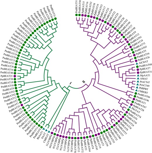 The tree was generated using MEGA 6 software with the neighbor-joining method. The green solid points denote benzyl alcohol acetyltransferases from P. mume, the purple solid points denote benzyl alcohol acetyltransferases from P. persica and the blue triangles denote reported alcohol acetyltransferases from other species