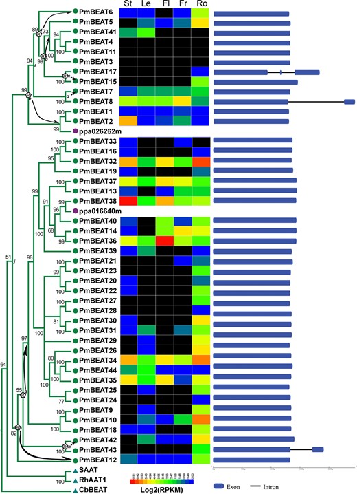 The genes belonging to group I are listed. The evolutionary distances were computed using the Poisson correction method. The letter R on the nodes of the tree indicates the positions where retroduplication has occurred. Hypothesized donor genes and retrogenes in retroduplication events are connected by arrows. The colored boxes following the genes indicate their expression profiling. The color gradient from red to blue denotes expression levels from high to low. The genes with no transcription detected are in black. Five different organs are stems (St), leaves (Le), flowers (Fl), fruits (Fr), roots (Ro). In the gene structure analysis, the exons and introns are indicated by blue boxes and thin lines, respectively