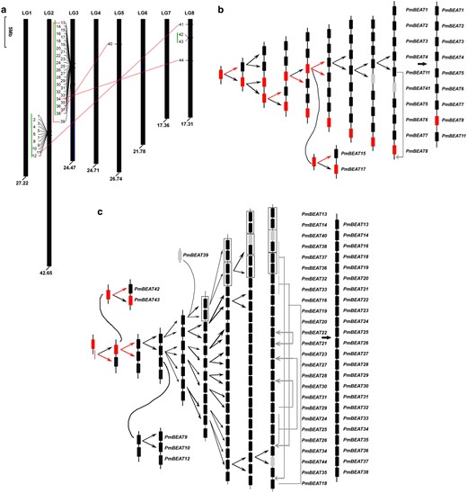 a The 8 linkage groups correspond to 8 chromosomes of P. mume. The locations of PmBEATs are marked in the picture. The length of each chromosome in Mb is indicated below. The scale refers to a 5 Mb chromosomal distance. The segmentally duplicated genes are represented by red lines and tandemly duplicated genes by green vertical lines. The hypothetical origins of the PmBEAT genes in the clusters LG2 (b) and LG3 (c) formed by tandem duplications are shown. The retroduplication events and intron-containing genes are indicated by red arrows and red boxes, respectively. The segmentally duplicated genes are indicated in gray. Changes in gene positions caused by putative gene transposition or chromosome inversion events are indicated by gray arrows