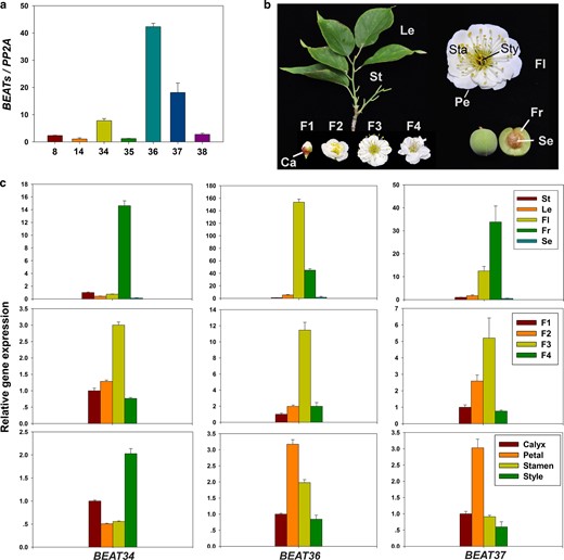 a The expression levels of PmBEATs in blooming flowers determined using real-time PCR. b The plant materials used for gene expression pattern analysis. St stems, Le leaves, Fl flowers, Fr fruits, Se seeds, F1 budding phase, F2 early flowering phase, F3 blooming phase, F4 late flowering phase. A blooming flower was dissected into four different tissues, the calyx (Ca), petal (Pe), stamen (Sta) and style (Sty) to determine the gene expression. c The expression patterns of PmBEAT34, PmBEAT36 and PmBEAT37 in different organs, flowering stages and flower parts. The gene Pm PP2A was used as a reference gene. The data are presented as the mean values of three replicates ± SD. Three independent experiments were performed with similar results