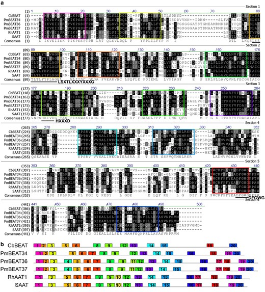 a Comparison of the amino acid sequences of alcohol acetyltransferases. The conserved motifs are shown in colored squares; different colors reflect the different motifs in (b), and the reported conserved motifs are indicated with black lines. b Comparison of the motifs of alcohol acetyltransferases. Each motif is represented by a colored block with a number. The lengths and positions of the blocks correspond to the lengths and positions of the motifs in the individual protein sequences