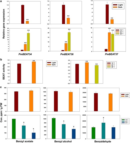 (a) The expression levels of PmBEAT34, PmBEAT36 and PmBEAT37, (b) the benzyl alcohol acetyltransferase activity and (c) the endogenous contents of benzaldehyde, benzyl alcohol and benzyl acetate in blooming flowers under different light or temperature treatments. The data are presented as the mean values of three replicates ± SD. * indicates P < 0.05, and ** indicates P < 0.01 (Student's t-test). Three independent experiments were performed with similar results