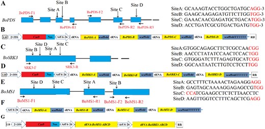 a, c, e Diagram of the cabbage BoPDS, BoSRK3, and BoMS1 genes, respectively, with the four target sites indicated. b, d Diagram illustrating the engineered CRISPR/Cas9 vector with the tRNA-processing system based on multiplex sgRNAs for the BoPDS and BoSRK3 genes. f Diagram illustrating the tRNA-sgRNA intermediate vector for the BoMS1 gene. g Diagram illustrating the engineered CRISPR/Cas9 vector for the BoMS1 and BoSRK3 gene editing. The blue boxes indicate exons, and the black lines indicate introns. The target sequence is shown in black letters. PAM is marked in red letters. The primer sites used to evaluate the mutation types are shown by black arrows. The screening marker gene expression cassette of Bar was not displayed in the T-DNA region (b, d, g)