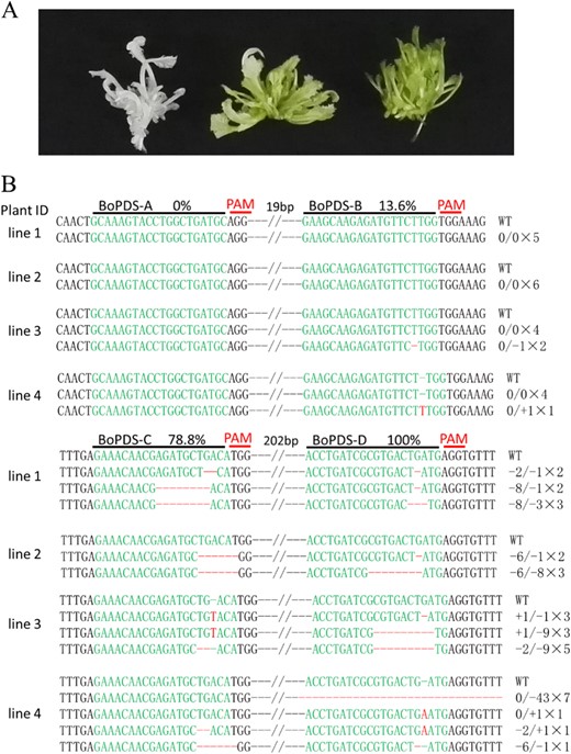 a Albino phenotype of the PDS mutants. Left, albino shoots. Center, mosaic shoots. Right, wild-type shoots. b Targeted mutagenesis of BoPDS. Sequence alignments of the A, B, C, and D target sites in four BoPDS-mutated plants. The target sequences are shown in green with mutations in red