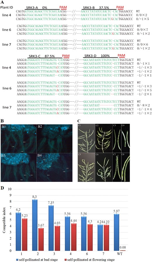 a Summary of the mutation types and frequencies in sites A–D. The target sequences are shown in green, and the mutations are shown in red. b In situ fluorescence microscopy of pollen germination on the stigma of the mutant plants and wild-type plants. b1 Bud stage self-pollination of the wild-type plants. b2 Flowering stage self-pollination of the wild-type plants. b3 Bud stage self-pollination of the mutant plants. b4 Flowering stage self-pollination of the mutant plants. White arrows indicate pollen grain germination on the stigma and pollen tube growth down the style. c Silique growth and seed setting in the mutant and wild-type plants. c1 and c3 Silique growth and seed setting of the wild-type plants after the bud stage self-pollination. c2, c4 Silique growth and seed setting of the wild-type plants after flowering stage self-pollination. c5, c7 Silique growth and seed setting of mutant plants after the bud stage self-pollination. c6, c8 Silique growth and seed setting of mutant plants after the flowering stage self-pollination. d Investigation of the self-compatibility index of the mutant and wild-type plants at the bud or flowering stages; self-compatibility index = number of seeds/number of flowers. Bars represent the mean ± standard deviation (SD)