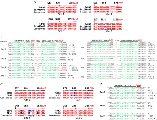 a Site A, B, C, and D sequence alignment between the Bol016089 and BoPDS genes. b Summary of the mutation types and frequencies at sites A–D in the Bol016089 gene. c Sites A, B, C, and D sequence alignment between the BoSLG3 gene (X79431.1) and the BoSRK3 gene. d Summary of the mutation types and frequencies at site D in the BoSLG3 gene. The number of each mutation type was used to estimate the genome editing efficiency. The target sequences are shown in green and the mutations in red