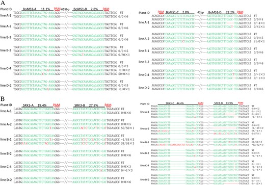 a Summary of the mutation types and frequencies at sites A–D in the BoMS1 gene. b Summary of the mutation types and frequencies of sites A–D in the BoSRK3 gene. The target sequences are shown in green and the mutations in red
