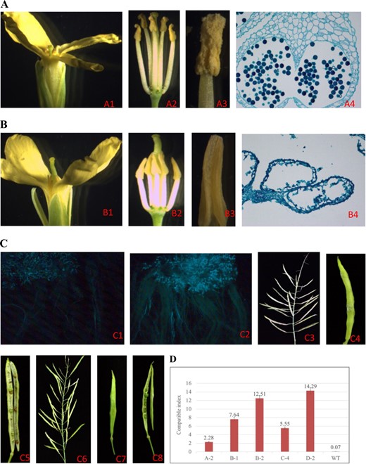 a, b Comparison of the lower, stamen, pistil, anther, and pollen development between the wild type and the C-4 mutant. a1–a3 floral organ morphology of the wild type; b1–b3 floral organ morphology of the C-4 mutant; a4 pollen formation in the anther of the wild type (10 × 20); b4 empty pollen sac in the anther from the C-4 mutant (10 × 20). c cross-compatibility between the C-4 mutant and the wild type with the same S-allele. c1 in situ fluorescence microscopy of pollen (from the wild type) germination on the stigma of the C-4 mutant at the bud stage; c2 in situ fluorescence microscopy of pollen (from the wild type) germination on the stigma of the C-4 mutant at the flowering stage; c3–c5 silique growth and seed-set of the C-4 mutant × wild type at the bud stage; c6-c8 silique growth and seed set of the C-4 mutant plant × wild type at the flowering stage. d Self- or cross-compatibility indices of the BoMS1 and BoSRK3 gene mutant plants. Bars represent the mean ± standard deviation (SD)