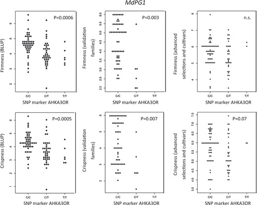 The association of SNP marker AHKA3OR is shown for firmness and crispness measured in forward BLUP values for advanced selections and commercial cultivars, average phenotypic values for seedlings of the validation families, and average phenotypic values over multiple years for advanced selections and commercial cultivars
