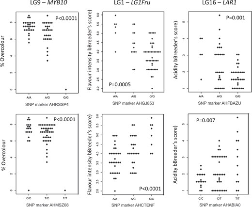 The association of SNP markers from LG9 (MYB10 candidate gene), LG1 (fructose content QTL), and LG16 (Ma1 and LAR1 loci) is shown for fruit traits measured on seedlings of the validation families