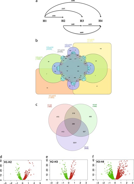 In panel a, the number of genes differentially expressed is illustrated in the six pair-wise combinations carried out among the four harvesting stages. Distinctions between shared and unique genes are instead illustrated in the two Venn diagrams, depicting the distribution among all the samples (b) or considering only the transition stages (c). The proportion of the genes up (red color) and down (green color) regulated among the three transitions (H1–H2, H2–H3, and H3–H4) is instead illustrated with the volcano plot depicted in panel d, e, and f, respectively