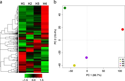 The expression dynamics of the DEGs is illustrated in panel a through a hierarchical clustering heatmap. In panel b is instead illustrated the distribution over a 2D-PCA plot of the four samples representing the four harvesting stages on the base of the DEG profile. Each point in the PCA plot corresponds to the mean value for each group. For both panels the four samples (harvesting stages) are indicated as H1, H2, H3, and H4