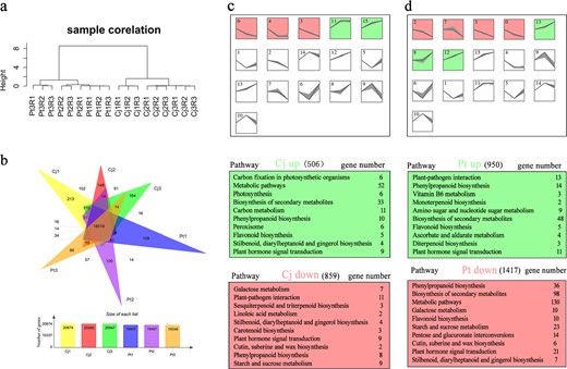 a Cluster dendrogram depicting the global relationships between biological replicates and among different samples. In this figure, samples are named as “Cultivar_pH condition_replicate.” Cj1R1 indicates Cj_pH 6.5_Replicate 1. b Venn diagram depicting the number of commonly and uniquely expressed genes among the six samples. c Model profiles of genes in Cj along a pH gradient generated by the STEM clustering algorithm and top 10 enriched KEGG pathways of the Cj up and Cj down cluster profiles. d Model profiles of genes in Pt along a pH gradient generated by the STEM clustering algorithm and top 10 enriched KEGG pathways of the Pt up and Pt down cluster profiles. Each box corresponds to a model expression profile. The X-axis of each box from left to right is pH 6.5, pH 8.0, and pH 9.5. Colored model profiles contain a statistically significant number of assigned genes (p-value <0.05). Model profiles with the same color belong to the same cluster of profiles. The number in the top left corner indicates the model profile ID
