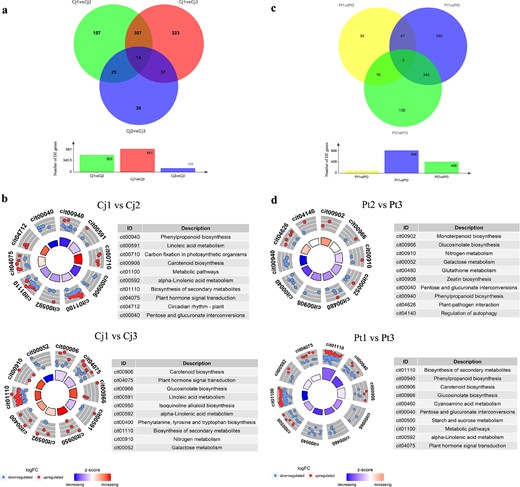 Venn diagrams depicting the number of common and unique DEGs among the different comparison groups in Cj a and Pt c, and the circular visualization of the KEGG pathway enrichment results of DEGs from different comparison groups in Cj b and Pt d. In Sample1 vs. Sample2, Sample1 serves as the control group. The term logFC means log2(FPKM_Sample2/FPKM_Sample1). The Z-score is an easily calculated value that provides a hint regarding the pathway that is more likely to be decreased (negative value, blue color) or increased (positive value, red color). DEG differentially expressed gene