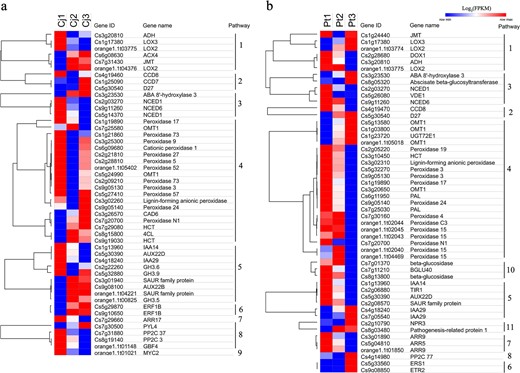 a and Pt b Each row of the heatmap represents an individual gene, and the coloring represents the expression level. Pathways: 1, alpha-Linolenic acid metabolism; 2, Strigolactone biosynthesis; 3, ABA biosynthesis; 4, Lignin biosynthesis; 5, Auxin signal transduction; 6, Ethylene signal transduction; 7, Cytokinin signal transduction; 8, ABA signal transduction; 9, JA signal transduction; 10, Coumarin biosynthesis; 11, Salicylic acid signal transduction. DEG differentially expressed gene