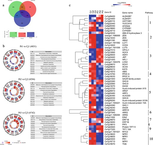 a A Venn diagram depicting the number of common and unique DEGs among the three comparison groups. b Circular visualization of the results of the KEGG pathway enrichment of DEGs from the different comparison groups between Cj and Pt. c A heatmap depicting the expression patterns of DEGs in several key pathways across all six samples. Pathways: 1, Auxin biosynthesis; 2, Carotenoid biosynthesis; 3, alpha-Linolenic acid metabolism; 4, ABA signal transduction; 5, Auxin signal transduction; 6, Cytokinin signal transduction; 7, Ethylene signal transduction; 8, Gibberellin signal transduction; 9, JA signal transduction; 10, Salicylic acid signal transduction. DEG differentially expressed gene