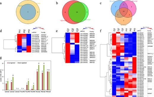 a, b, and c Venn diagrams depicting the number of differentially expressed miRNAs in different comparison groups. d, e, and f Heatmaps depicting the expression patterns of differentially expressed miRNAs across Cj samples, Pt samples and all six samples, respectively. g The number of differentially expressed miRNAs in each comparison group