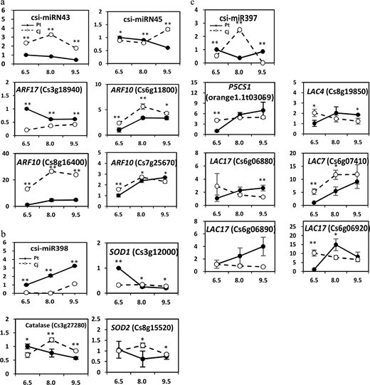 a csi-miRN43/45; b csi-miR398; c csi-miR397. A single asterisk (*) represents statistically significant differences (P < 0.05), and double asterisks (**) represent highly statistically significant differences (P < 0.01), analyzed using Student's t-test