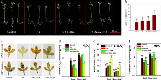 a The phenotypes. b Number of LRs of Pt seedlings cultured at pH 8.5 for 12 weeks, and three treatment groups (JA (5 μM), NAA + IBA (0.5 mg/L + 0.1 mg/L) and JA + NAA + IBA (5 μM + 0.5 mg/L + 0.1 mg/L)) were defined. c In situ accumulation of H2O2 and O2·–; examined by histochemical staining with DAB and NBT. d–f The content of H2O2, anti-O2·– and MDA. Lowercase and capital letters represent statistically significant differences (P < 0.05) and highly statistically significant differences (P < 0.01), respectively. Data were analyzed using one-way ANOVA