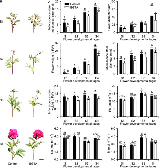 a Photographs of inflorescence stems. Bar = 5 cm. b Morphological indices and photosynthetic characteristics. The values represent the means ± SD, and different letters indicate significant differences (P < 0.05). Pn, photosynthesis rate; Gs, stomatal conductance; Tr, transpiration rate; S1, flower-bud stage; S2, pigmented stage; S3, unfold-petal stage; S4, full-flowering stage