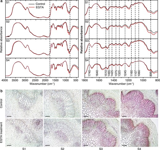 a Absorption FTIR spectra of the cell wall in the 4000–400 cm-1 and 1800–800 cm-1 regions. b Transverse sections of 8 µm thickness were stained with phloroglucinol-HCl, which selectively stains lignified cell walls. Bars, 100μm. FTIR, Fourier-transform infrared spectroscopy; S1, flower-bud stage; S2, pigmented stage; S3, unfold-petal stage; S4, full-flowering stage
