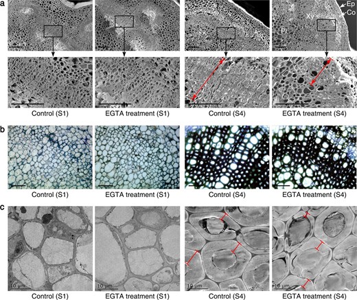 a Scanning electron microscopy. Micrographs of partial enlargement of the regions are marked by the arrow. Bars, 100μm. b Optical microscope. Bars, 50μm. c Transmission electron microscopy. Bars, 10μm. Ep, epidermis; Co, cortex; Xy, xylem; Pi, pith; S1, flower bud stage; S4, full flowering stage