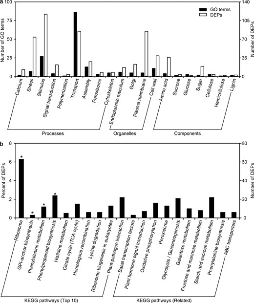 a GO enrichment analysis of differentially expressed proteins related to mechanical strength-related processes. b Top 10 KEGG pathways and 10 KEGG enrichment analyses of differentially expressed proteins related to mechanical strength-related processes. *Differentially expressed proteins and significantly enriched pathways. DEPs, differentially expressed proteins; GO, gene ontology; KEGG, Kyoto encyclopedia of genes and genomes