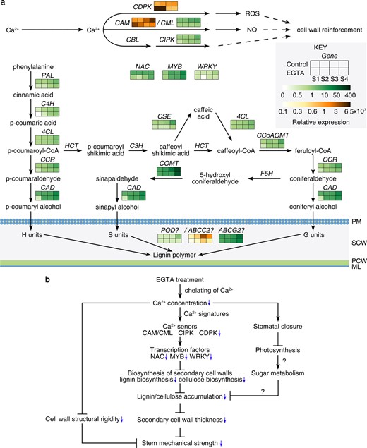 a Heat maps of the expression of 23 genes involved in Ca signal transduction and secondary cell wall biosynthesis at four developmental stages. PM, plasma membrane; SCW, secondary cell wall; PCW, primary cell wall; ML, middle lamella. b Proposed pathway for EGTA-mediated weakness of the mechanical strength of Paeonia lactiflora inflorescence stems. ML, middle lamella; PCW, primary cell wall; PM, plasma membrane; SCW, secondary cell wall; S1, flower-bud stage; S2, pigmented stage; S3, unfold-petal stage; S4, full-flowering stage