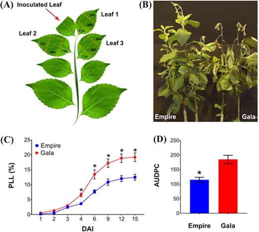 a Schematic representation of shoot fire blight inoculation and leaf sampling. Inoculation was performed by bisecting the youngest unfolded leaf. One strip (~1 cm in width) from each of the three expanded leaves located immediately below the inoculated leaf were pooled together, to obtain enough tissue for RNA-Seq library construction, at 24, 48, and 72 h post inoculation, respectively; b photograph showing example of ‘Empire’ and ‘Gala’ apple cultivars at 15 days after infection with Erwinia amylovora strain Ea2002A. Grafted plants were 7 months old and infected using scissor inoculation method; c fire blight severity in ‘Empire’ and ‘Gala’ apple cultivars. Disease severity is expressed in percentage of lesion length (PLL) of the shoot at 1, 2, 3, 4, 6, 9, 12, and 15 days after infection; d area under disease progress curve (AUDPC), 15 days after infection. Data are presented as mean ± SEM. * p-value < 0.001, using Student's t-test