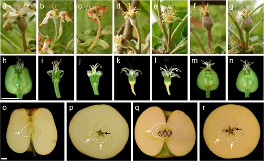 a–g Fruits on tree, 14 days after treatment (DAT). a GA3-treated. b NAA-treated. c GA3 + NAA-treated. d NPA-treated. e Negative control. f Hand-pollinated control. g Open-pollinated control. h–n Longitudinally sectioned fruits at 18 DAT. h GA3-treated. i NAA-treated. j GA3 + NAA-treated. k NPA-treated. l Negative control. m Hand-pollinated control. n Open-pollinated control. o–r Hand-pollinated and GA3-treated fruit morphology at harvest (132 DAT). o Longitudinal section of GA3-treated fruit. p Medial cross-section of GA3-treated fruit showing lack of seeds. q Longitudinal section of a hand-pollinated fruit. r Medial cross-section of hand-pollinated fruit showing seeds present in three out of five locules. Ovary wall/hypanthium boundaries partially indicated by white arrows and dashed line. Representative locules indicated by black arrows. Scale bar = 10 mm