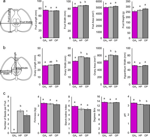 a Diagram illustrating spans used for fruit length and width measurements. Graphs showing average length, width, area, and weight of whole fruits. b Diagram illustrating spans used for the hypanthium and ovary width and ovary length. Graphs showing average ovary length, ovary width, ovary area and hypanthium width, calculated by subtracting ovary width from fruit width. a, b GA3-treated (n = 50), hand pollinated (n = 55), and open pollinated (n = 58). c Graphs showing average number of seeds at harvest, firmness, starch content, concentration of soluble solids, and acidity. GA3-treated (n = 39), hand pollinated (n = 45), and open pollinated (n = 55). Error bars indicate standard error. Letters indicate significant difference determined by ANOVA followed by Tukey HSD