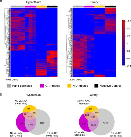 a Heatmaps showing clustered expression patterns of DEGs by treatment in the hypanthium and ovary at 18 days after treatment. DEGs were identified by comparing across GA3-treated, NAA-treated, hand pollinated, and negative control (ANOVA-like), with a fold difference ≥ 2 and a Bonferroni correction value ≤ 0.05. Each treatment contains at least three biological replicates, which cluster by treatment based on similarity in expression pattern. Gray = hand-pollinated, Fuchsia = GA3-treated, Yellow = NAA-treated, Black = negative control. Normalized expression values range from < 0.4 (bright blue) to > 1.6 (bright red). Total number of DEGs identified for 18 DAT: hypanthium = 8946, ovary = 12,271. b Venn diagrams showing relationships between sets of DEGs. Hand pollinated, GA3-treated and NAA-treated are compared with negative control. DEGs are determined with a fold difference ≥ 2 and a Bonferroni correction value ≤ 0.05. HP hand pollinated, GA3 GA3-treated, NAA NAA-treated, NC negative control