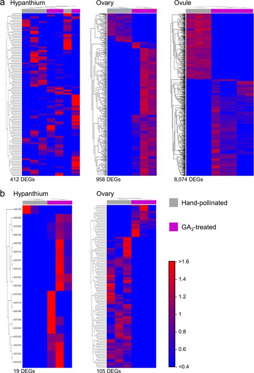a 18 days after treatment (DAT). b 132 DAT. DEGs were identified by comparing GA3-treated and hand pollinated with a fold difference ≥ 2 and a Bonferroni correction value ≤ 0.05. Each treatment contains at least three biological replicates which cluster based on similarity in expression pattern. Gray = hand-pollinated, Fuchsia = GA3-treated. Normalized expression values range from < 0.4 (bright blue) to > 1.6 (bright red). Total number of DEGs identified for 18 DAT: hypanthium = 412, ovary = 958, ovule = 8074, 132 DAT: hypanthium = 19, ovary = 105