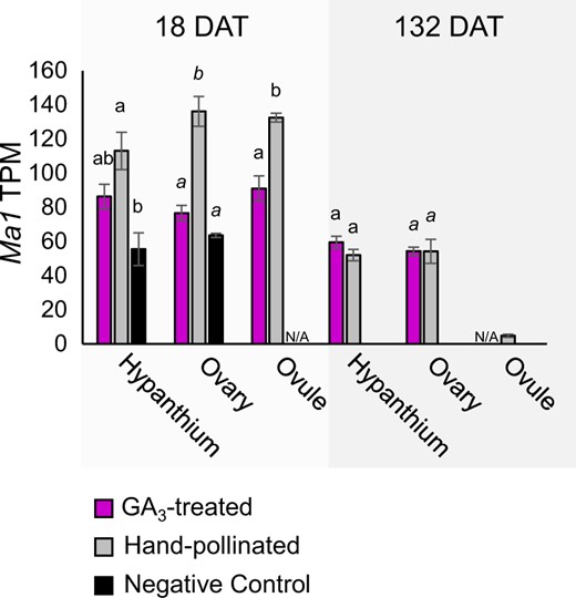 Ma1 expression is significantly lower in GA3-treated ovary and ovule compared to hand pollinated at 18 days after treatment (DAT). Identical letters indicates statistical similarity (p ≤ 0.05); significance was calculated within tissue type using ANOVA and Tukey HSD. Error bars indicate standard error. TPM = transcripts per million