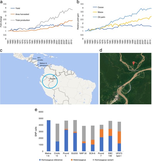 a Relative change in worldwide cacao yields, compared with the change in total production and the amount of land used to produce the cacao, normalized to the 1961 data points. Data from FAO.org. b Relative worldwide yield gains for cacao compared with the two other crops. Data from FAO.org. Values are relative, normalized to the 1961 datapoint. c The site of collection of Pound 7 is represented by the red square. The center of cacao's diversity is the blue circle13,14. The previous cacao reference genomes are Matina 1–6 (associated with Costa Rica)5 and B97–61/B2 (associated with Belize)3,4. The satellite image (adapted from Google Maps) shows the coordinates of where Pound 7 was collected, 73.10 W 3.45 S (Pound, 1943; Turnbull, C.J. and Hadley, International Cocoa Germplasm Database). d Pound 7 is a heterozygous wild hybrid of several ancestral groups (Motamayor et al.12), in contrast to the two domesticated cacao that were used for the previous reference genomes. e The number of heterozygous SNP calls out of 135,696 SNPs from resequenced cacao genomes41 shows the range of heterozygosity in cacao accessions. The current reference genomes are the “highly homozygous” B97–61/B23,4 and Matina 1–65. Both are relatively homozygous compared with Pound 7 and the widely cultivated F1 hybrid CCN 51
