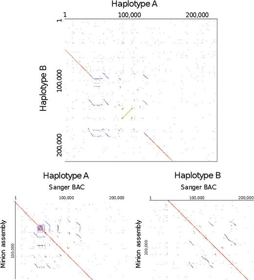 The top panel is the alignment of BAC sequences for heterozygous haplotypes on Chromosome 4 of Pound 7. When aligned to the Matina 1–6 genome5, Haplotype A maps to Scaffold 4: 142672 to 324489, and Haplotype B maps to Scaffold 4: 181600 to 392073. The lower two panels show the two haplotypes resolved in the MinION assembly, aligned to the BAC sequences. A summary of the annotations is in Supplementary Table 10. Haplotype A is deposited on NCBI as P7SI_AltHap_V3 and Haplotype B is P7SI_MatHap_V3