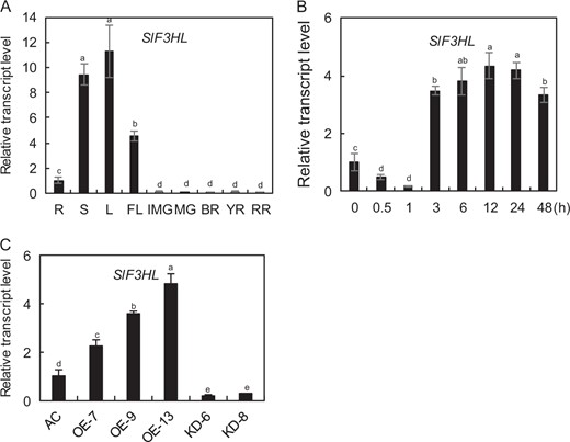 a The transcript levels of SlF3HL in different tomato organs: R, Root; S, Stem; L, Leaf; FL, Flower; IMG, Immature fruit; MG, Mature green fruit; BR, Breaker stage fruit; YR, Yellow stage fruit; RR, Red ripe stage fruit; b The transcript abundance of SlF3HL in response to chilling stress at 4 °C; cSlF3HL expression in young leaves of the wild type (AC) line, three SlF3HL-OE (overexpression) lines, and two SlF3HL-KD (knockdown) lines. The data are presented as the mean ± SD (n = 3). Values with different letters significantly differ according to analysis of variance (ANOVA) and least significant difference (LSD) tests (p < 0.05)