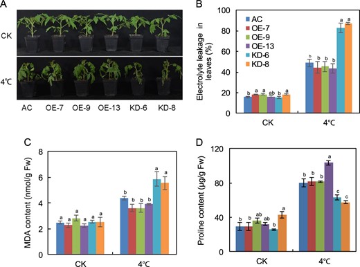 a The phenotypes of plants of the AC and SlF3HL transgenic lines treated with or without chilling stress for 5 days; b Chilling tolerance of plants shown in A as determined by leaf electrolyte leakage assays; c MDA content in leaves of plants shown in a. d Proline content in leaves of plants shown in a CK, normal growth conditions. The data are presented as the mean ± SD (n ≥ 5). Values with different letters under normal or chilling stress conditions significantly differ according to ANOVA and LSD tests (p < 0.05)