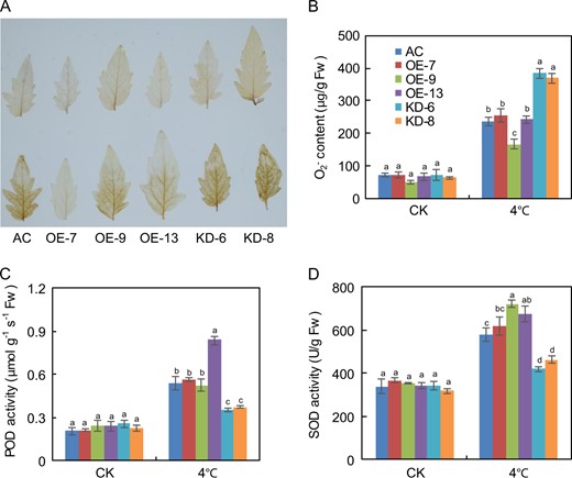 a 3,3′-diaminobenzidine (DAB) staining for hydrogen peroxide (H2O2) in leaves from plants under normal and chilling stress conditions; b Levels of superoxide radical (O2−) in leaves from plants treated with or without chilling stress; c POD activity in AC and SlF3HL transgenic lines under normal and chilling stress conditions; d SOD activity in AC and SlF3HL transgenic lines under normal and chilling stress conditions. The data are presented as the mean ± SD (n = 5). Values with different letters under normal or chilling stress conditions significantly differ according to ANOVA and LSD tests (p < 0.05)