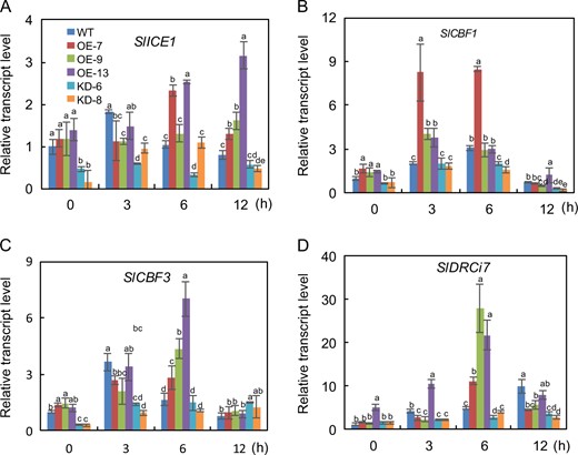 The data are presented as the mean ± SD (n = 3). Values with different letters at a particular time point of chilling stress significantly differ according to ANOVA and LSD tests (p < 0.05)