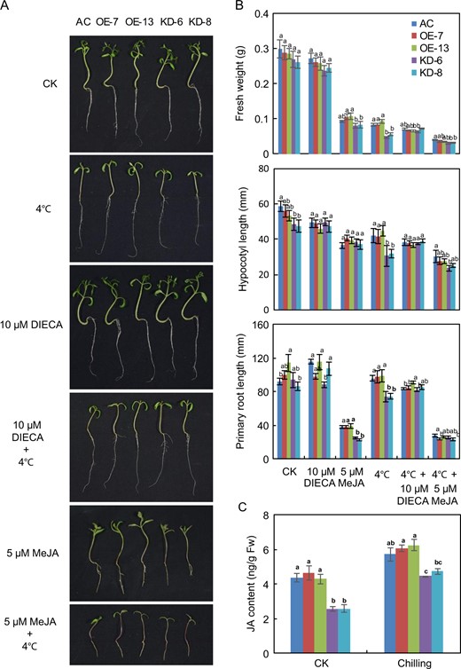 a Phenotypes of plants of AC and SlF3HL transgenic lines under normal and chilling stress conditions with or without MeJA or DIECA; b Fresh weights, primary root lengths, and hypocotyl lengths of plants shown in a. c Jasmonate levels in transgenic lines. The data are presented as the mean ± SD (n ≥ 3). Values with different letters under a particular growth condition significantly differ according to ANOVA and LSD tests (p < 0.05)