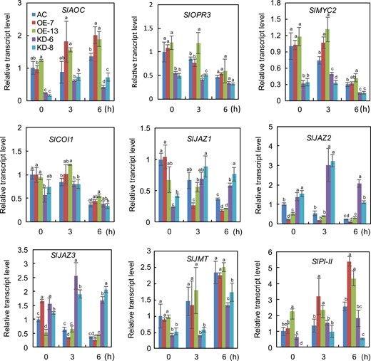 The data are presented as the mean ± SD (n = 3). Values with different letters at a particular time point of chilling stress significantly differ according to ANOVA and LSD tests (p < 0.05)