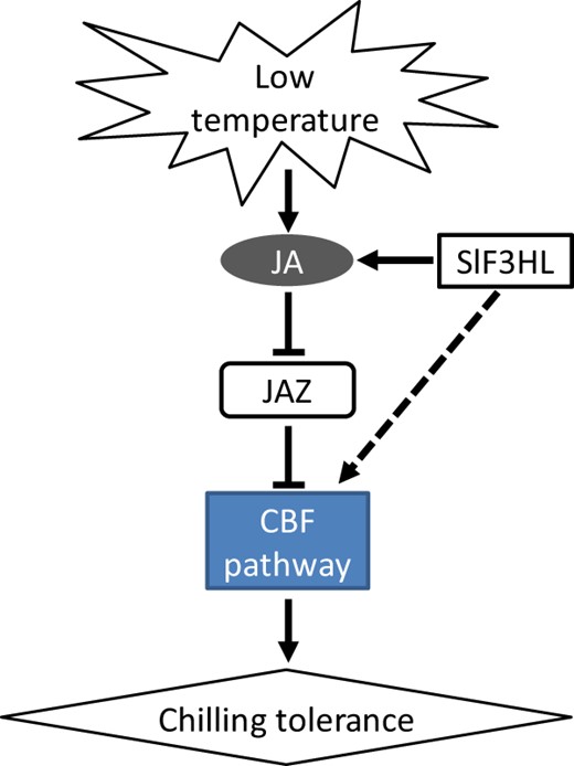 Cold stress induces jasmonate biosynthesis, and jasmonate represses the transcription of JAZ genes. JAZ proteins are generally negative regulators of chilling stress tolerance. SlF3HL positively regulates JA biosynthesis and its downstream signaling