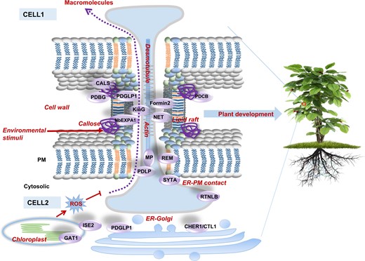 Dynamic PD opening-closure is controlled by the intracellular components of callose, PM-lipid raft, actin, ER–desmotubule, ER–Golgi, ER–PM contact, cell wall, and chloroplast. PD-associated proteins that are individually involved in distinct processes of PD regulation are summarized in the left panel (shown as purple balls). Environmental stresses also influence PD conductivity through the regulation of callose homeostasis