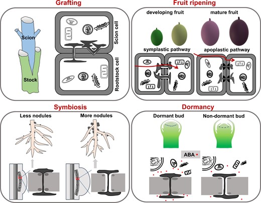 Appropriate manipulation of PD conductivity can improve horticultural plant traits, including the processes in grafting, fruit ripening/quality, symbiosis, and dormancy period. Dynamic PD opening-closure (shown in the cartoon) corresponds to individual plant growth status or development stage: (1) During the scion-stock grafting process, de novo PD formation determines the success of grafting and the efficiency of symplastic transport across the graft junction. (2) During the fruit ripening process, the pathway switched from symplastic (corresponding to the developing fruit) to apoplastic (corresponding to the mature fruit), which provides an essential development checkpoint to indicate fruit ripening. (3) During the symbiosis process, nodule initials require the successful establishment of PD-mediated symplastic communications. Excess callose deposition impairs PD conductivity and reduces nodule number, and a lower callose level promotes PD permeability and increases nodule number. (4) During the dormancy process, a high ABA level enhances callose deposition at PD, resulting in PD closure and bud dormancy; in contrast, a low ABA level decreases callose level and promotes PD reopening, releasing the dormant bud from dormancy