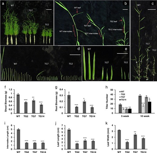 a Ten-week-old WT and TG plants both initiating from a single tiller. Scale bar, 10 cm. b Representative leaves and internodes of WT and TG plants after initiation from single tillers. Scale bar, 2 cm. c Close up of the longest tillers from WT and TG plants. Scale bar, 5 cm. d All internodes from the representative longest tiller were sliced from top to bottom and arranged from left to right. Scale bar, 5 cm. e Three of the topmost fully developed leaves from the representative tillers of WT and TG plants. Scale bar, 2 cm. f Shoot and g root dry weight of WT and TG plants at 10 weeks after initiation from a single tiller (n = 4). h Tiller number in WT and TG plants at 5 and 10 weeks after initiation from a single tiller (n = 5). i Average length of the topmost eight internodes from WT and TG tillers (n = 6). j Leaf length and k leaf width from the representative WT and three transgenic lines (n = 3). Data are shown as means, and error bars represent standard error. A significant difference between WT and each TG line was indicated with asterisks (*, **, or ***) at P < 0.05, 0.01, or 0.001 by Student's t-test